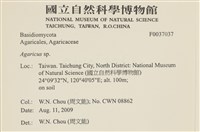 傘菌屬藏品圖，第2張