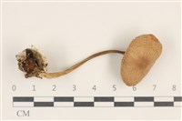 登錄號:F0037038藏品圖，第1張