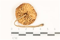 登錄號:F0037039藏品圖，第3張