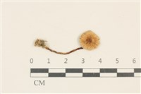 登錄號:F0037040藏品圖，第1張