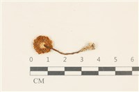 登錄號:F0037040藏品圖，第3張