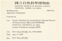 鬼傘屬藏品圖，第2張