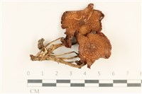 登錄號:F0037042藏品圖，第1張