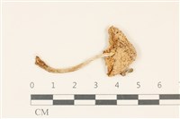 登錄號:F0037044藏品圖，第1張