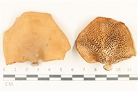登錄號:F0037045藏品圖，第1張