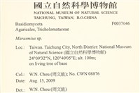 小皮傘屬藏品圖，第2張