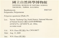 寬鱗多孔菌藏品圖，第2張