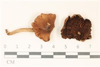 登錄號:F0037048藏品圖，第1張