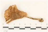 登錄號:F0037050藏品圖，第1張