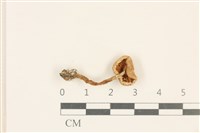 登錄號:F0037051藏品圖，第3張
