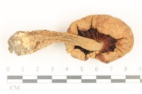 登錄號:F0037052藏品圖，第3張