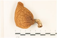 登錄號:F0037053藏品圖，第1張
