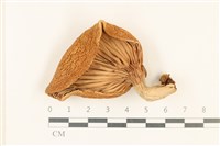登錄號:F0037053藏品圖，第3張