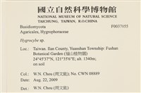 濕傘屬藏品圖，第2張