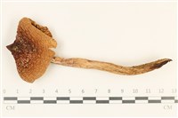 登錄號:F0037056藏品圖，第1張