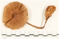 登錄號:F0037058藏品圖，第1張