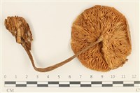 登錄號:F0037058藏品圖，第3張
