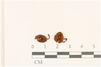 登錄號:F0037061藏品圖，第1張