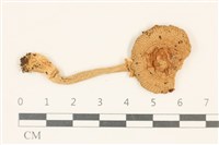 登錄號:F0037062藏品圖，第1張