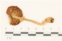登錄號:F0037062藏品圖，第3張