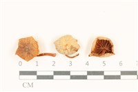 登錄號:F0037064藏品圖，第1張