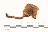 登錄號:F0037066藏品圖，第1張