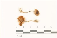 登錄號:F0037068藏品圖，第1張