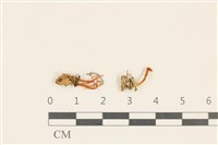 登錄號:F0037071藏品圖，第1張