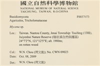 小菇屬藏品圖，第2張