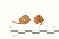 登錄號:F0037074藏品圖，第1張