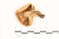 登錄號:F0037076藏品圖，第3張