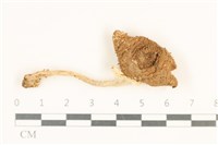 登錄號:F0037078藏品圖，第1張