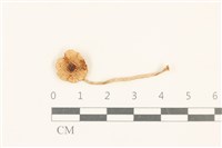 登錄號:F0037080藏品圖，第1張