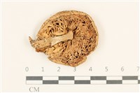 登錄號:F0037082藏品圖，第3張