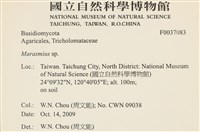 小皮傘屬藏品圖，第2張