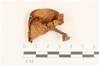 登錄號:F0037084藏品圖，第1張
