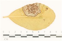 登錄號:F0037086藏品圖，第1張