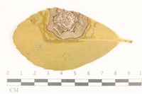 登錄號:F0037086藏品圖，第4張