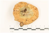 登錄號:F0037087藏品圖，第1張