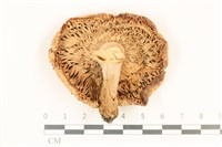 登錄號:F0037087藏品圖，第3張