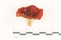 登錄號:F0037088藏品圖，第1張