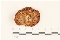 登錄號:F0037088藏品圖，第3張