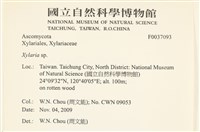 炭角菌屬藏品圖，第2張