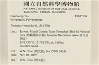 雲芝藏品圖，第2張