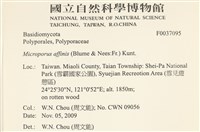 相鄰小孔菌藏品圖，第2張
