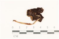 登錄號:F0037096藏品圖，第3張