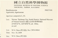 四孢蘑菇藏品圖，第2張