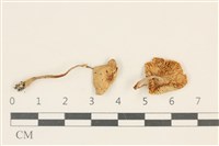 登錄號:F0037099藏品圖，第1張
