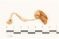 登錄號:F0037103藏品圖，第1張
