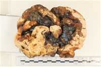 登錄號:F0037104藏品圖，第1張
